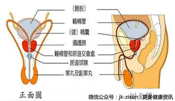 血精?小心精囊炎盯上你!