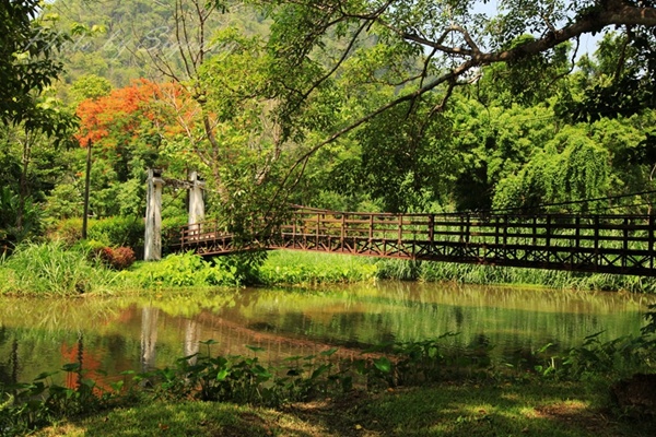 進公園的路很幽靜,正是鳳凰花開的季節,一座鐵索橋跨越河道.