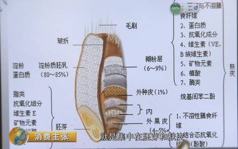 小麦穗结构解剖详图图片
