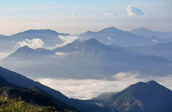 阿里山高山茶的功效与作用_阿里山高山茶_阿里山高山茶