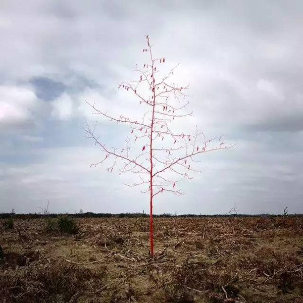 灵异森林恐怖图片图片