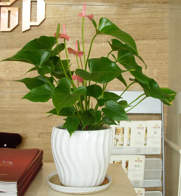 臻翰装饰教您:办公室放置这9种植物可以兴人旺财