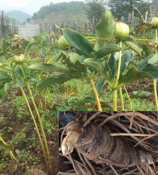 圖1:正品重樓原植物 目前,該品的貨源供應仍以野生為主,其分佈