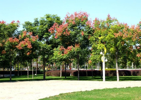 北方常绿行道树树种图片