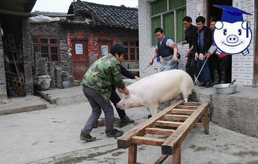 对于农村的散养户而言,每年的杀猪过程都是一部大戏