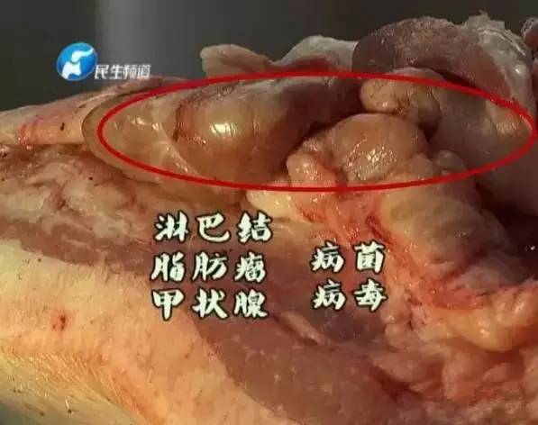 猪肉甲状腺图片图片