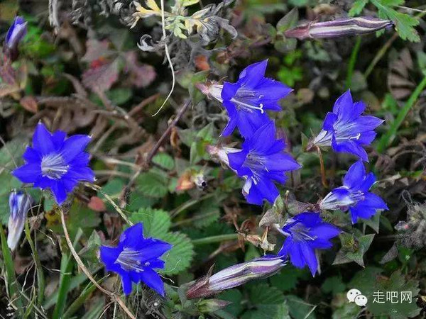 奇異野果:樹番茄,雞嗉子果普渡河大峽谷村落普渡河大峽谷相較虎跳峽