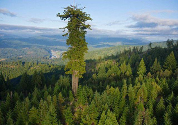 世界最高的植物图片