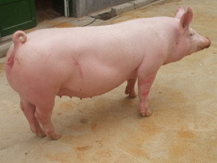 有机生态猪肉 土猪肉究竟为何价格高于白条猪