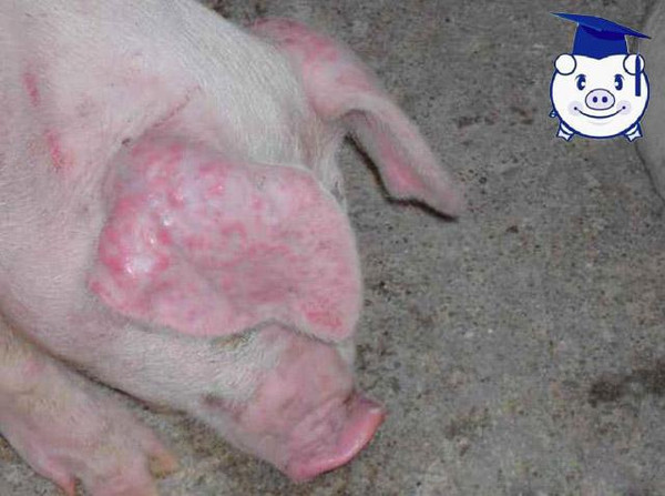 猪圆环病毒病的4种不同病症