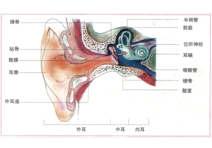 最新 感觉器官