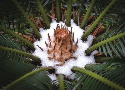 广州市天河区一棵苏铁叶芽处积着的霰。新华社发