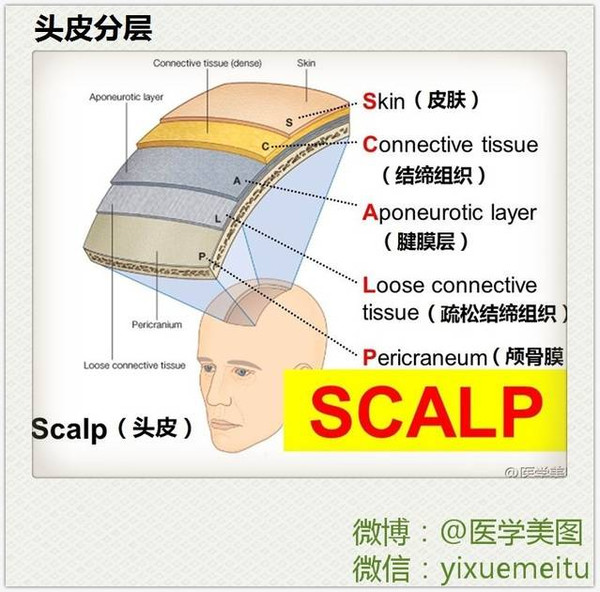 这些神经解剖图医科书上也不会这么逼真