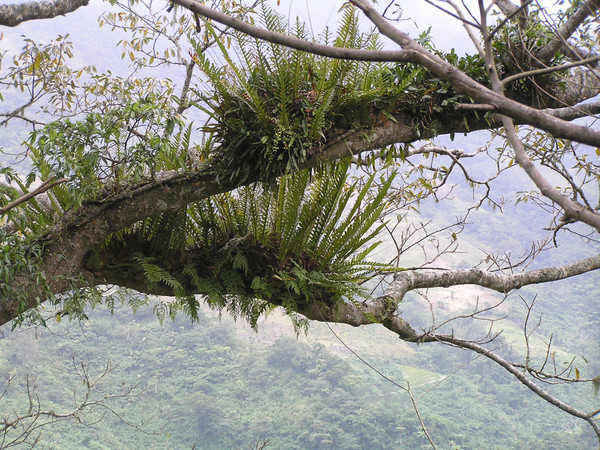 【有趣的植物现象】附生植物&滴水叶尖