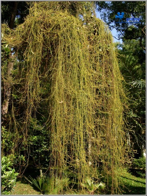 【有趣的植物现象】附生植物&滴水叶尖