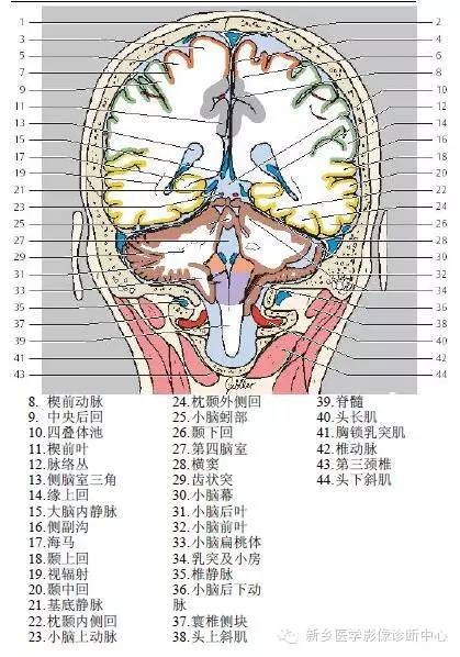 超全頭部解剖圖還附帶詳細標註哦