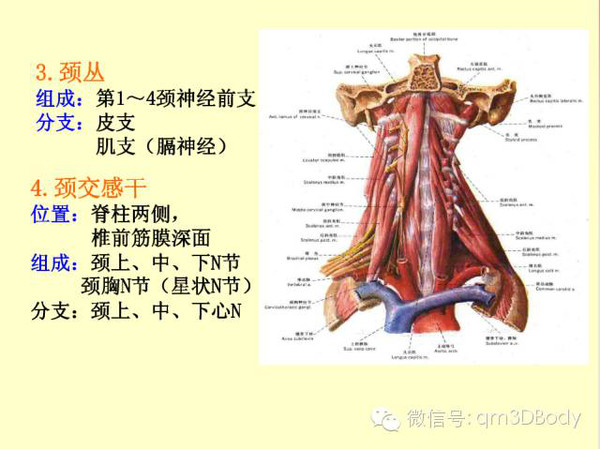 圖文雙解,你還搞不定頸部嗎?