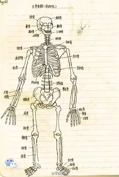 人体三叉骨位置图图片