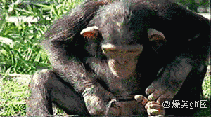 爆笑动态图:大猩猩简直不忍直视(第899期)