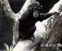 大猩猩跳舞动图图片