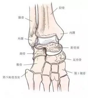 脚踝,或称踝关节是人类足部与腿相连的部位,它的组成包括7块跗骨加上