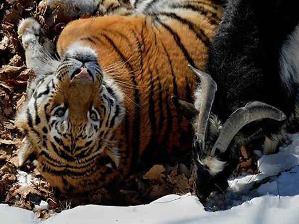 天敵成兄弟 俄動物園虎羊