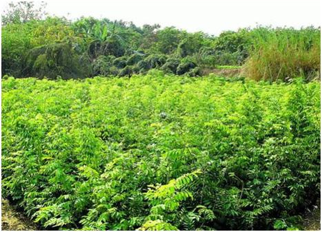 从百年生长到成珠面世!探秘海南黄花梨的一辈子!