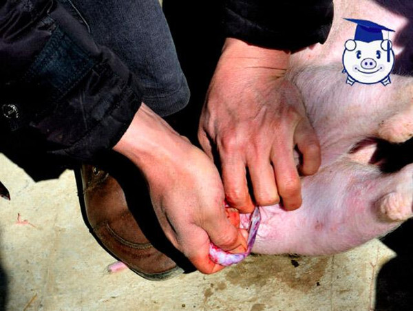 女子阉猪劁猪图片