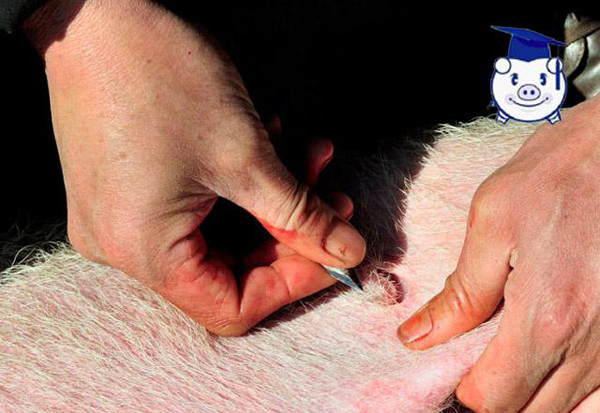 手术阉割的八个注意事项