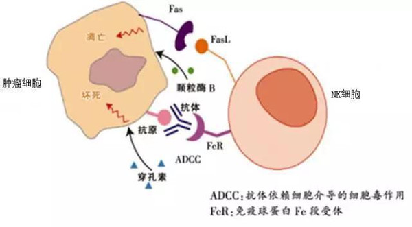 生物細胞免疫治療的幾種療法