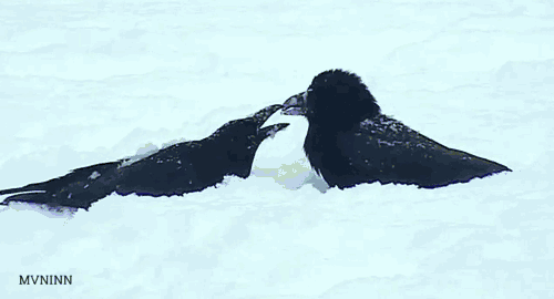 乌鸦就是一种神烦的生物啊而且智商高到可怕