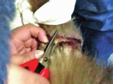 兽医为猴王处理伤口。