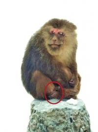 《受伤峨眉猴“舆论拉锯战”》追踪 4天搜救 受伤猴王终“解套”