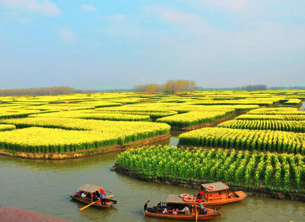 全國六大賞油菜花海勝地(附觀賞時間)