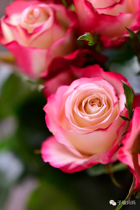 玫瑰花的物语,12朵,我对你的爱与日俱增!