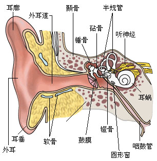 耳骨的位置示意图图片