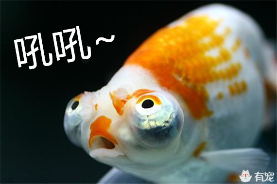 金鱼的样子表情包图片