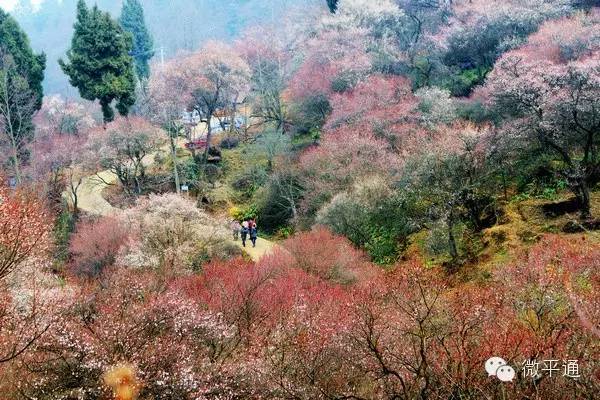 平通万亩梅林花开成海?吃喝玩乐最全攻略带你玩转梅林