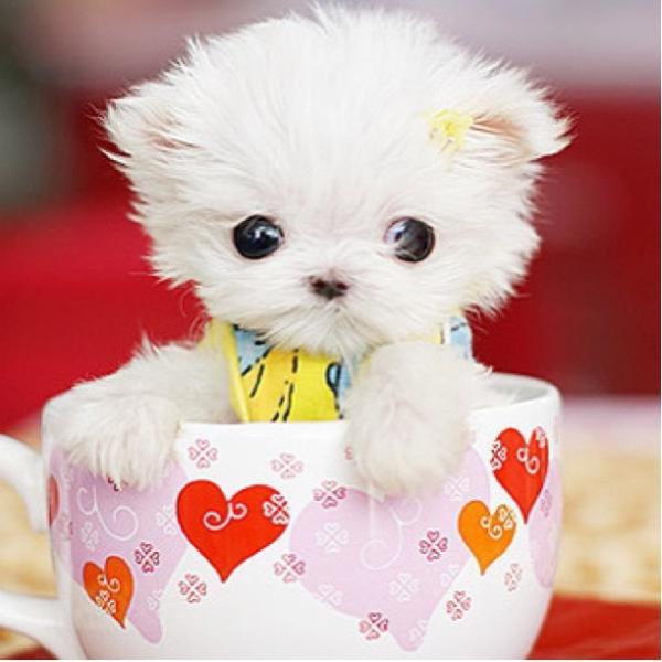 茶杯犬可爱 一只图片