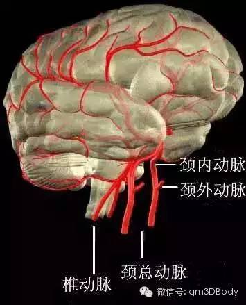 腦,臉和頭皮的血液主要由2組血管來供應:即兩側的頸動脈系統和椎動脈