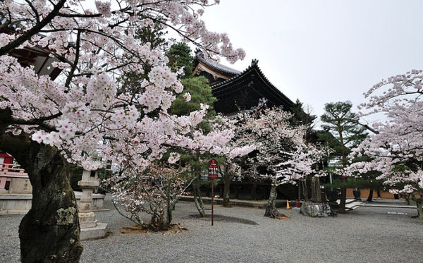 京都圆山公园图片