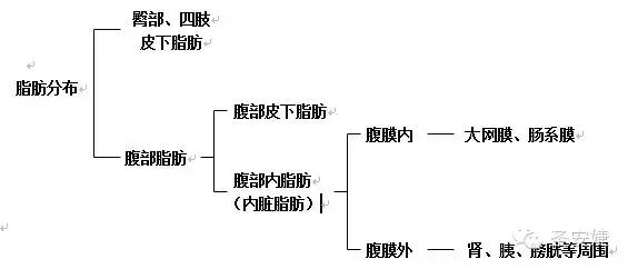 男性脂肪分布图图片