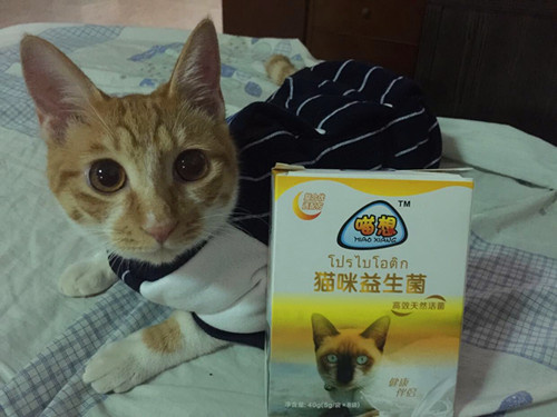 猫连着几天呕吐