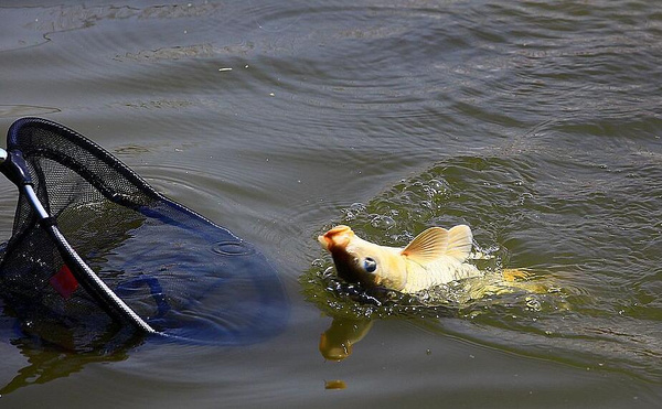 學釣魚必須要學的釣魚基本功