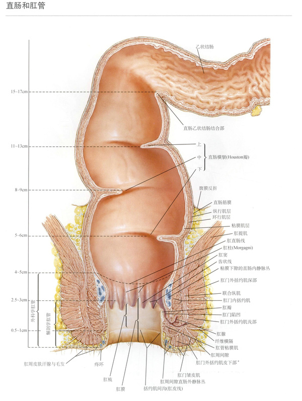 人体直肠解剖图谱图片