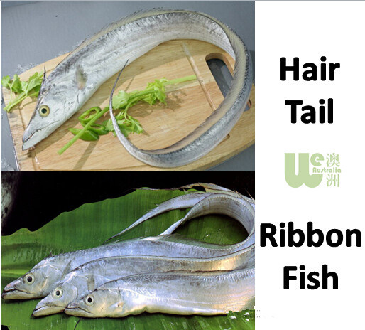 tail/ribbon fish中文名:軟貓魚英文名:cobbler中文名:鯉魚英文名