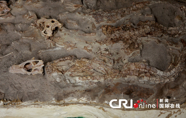 鳄鱼化石真的有一亿年吗?