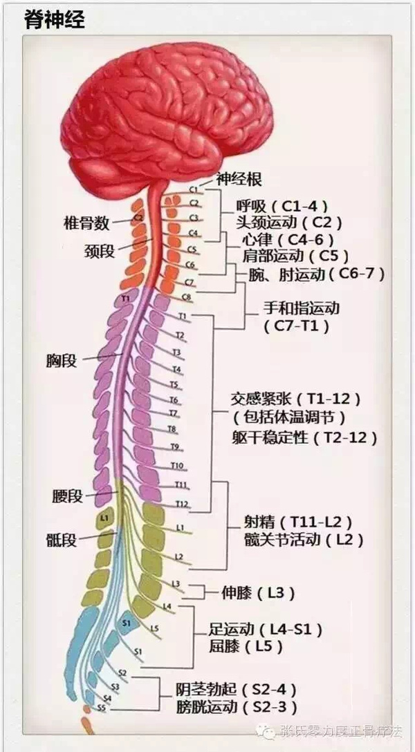 t10椎体位置图图片