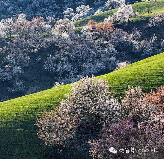 乡和莫合尔牧场相接的北山坡逆温地带,是霍城县蟠桃种植较集中的地方