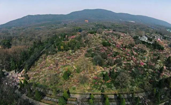 猜不猜得中幫主是誰不重要, 重要的是: 真的不要錯過梅花山的美景!